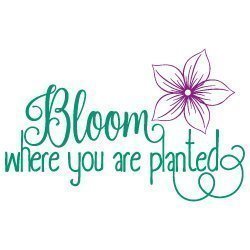 Bloom Quote 558
