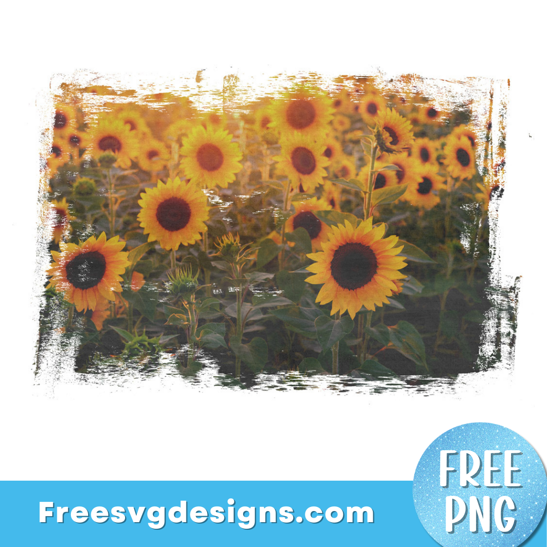 Sunflower png sublimation design – free png download 2909